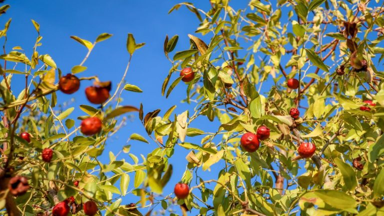 Comment cultiver un Jujube – ce superbe fruit exotique est plus peu maintenance que vous ne le pensez Comment cultiver un Jujube - ce superbe fruit exotique est plus peu maintenance que vous ne le pensez