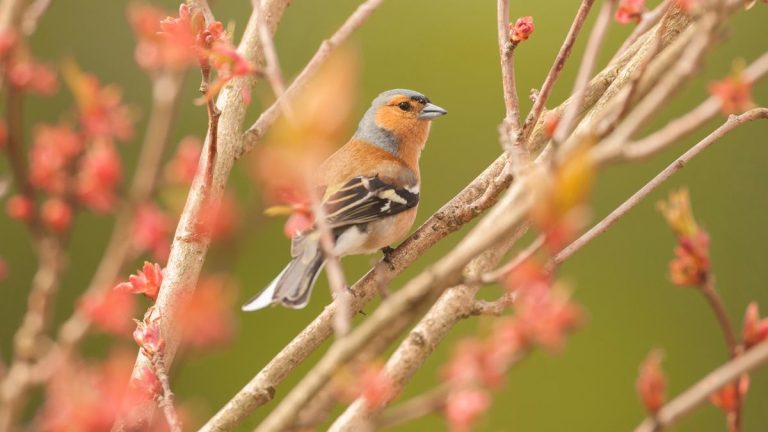 Comment aider les oiseaux pendant la saison de reproduction – 5 choses clés Un expert aviaire exhorte chaque jardinier à faire Comment aider les oiseaux pendant la saison de reproduction - 5 choses clés Un expert aviaire exhorte chaque jardinier à faire
