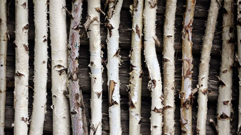 10 meilleurs arbres avec de l’écorce inhabituelle pour un intérêt toute l’année – ne laissez pas les fleurs brillantes et le feuillage coloré prenez toute la gloire de votre cour 10 meilleurs arbres avec de l'écorce inhabituelle pour un intérêt toute l'année - ne laissez pas les fleurs brillantes et le feuillage coloré prenez toute la gloire de votre cour