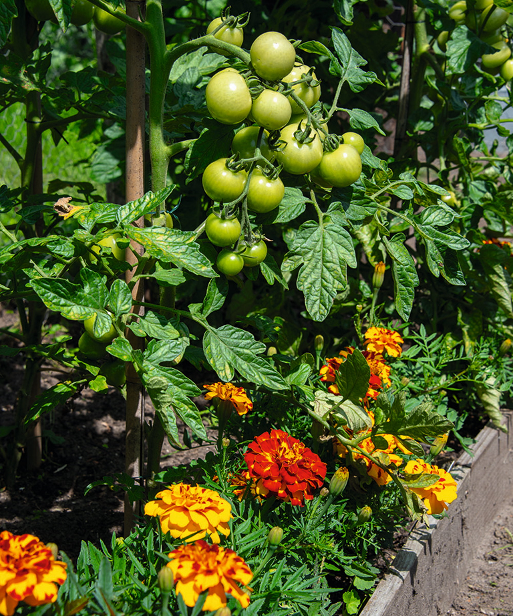 Les tomates et les soucis poussant ensemble dans un lit