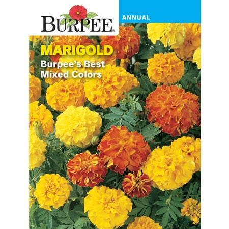 Burpee Burpee's Best Couleurs mixtes Graine de fleur de souci, 1 pack