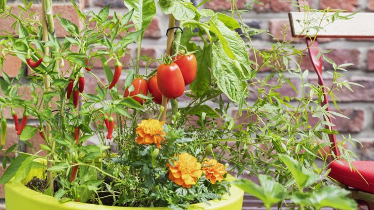 Vous voulez les meilleures tomates locales? Plantez-les avec des souci de souci, dit notre expert en culture et découvrez pourquoi ces deux-là sont une combinaison de rêve Vous voulez les meilleures tomates locales? Plantez-les avec des souci de souci, dit notre expert en culture et découvrez pourquoi ces deux-là sont une combinaison de rêve
