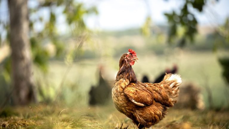 Tout ce que vous devez savoir sur le maintien des poulets – un guide complet pour prendre soin des poules dans votre arrière-cour Tout ce que vous devez savoir sur le maintien des poulets - un guide complet pour prendre soin des poules dans votre arrière-cour