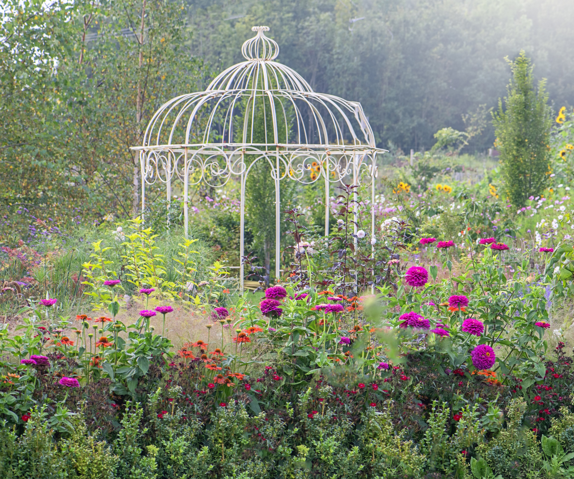 Belle arbour en métal blanc avec des coquelicots de magenta sauvages floraison au premier plan