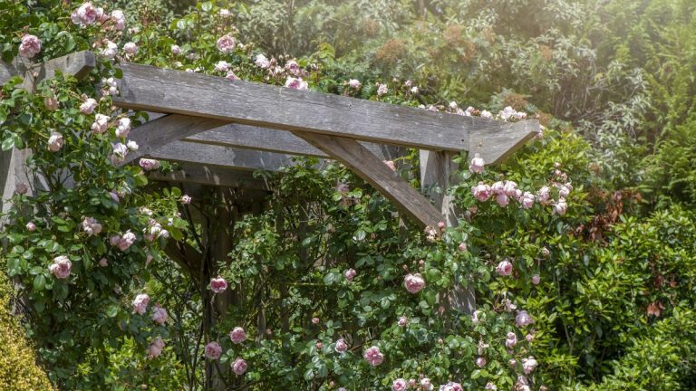 Idées de Garden Arbor – 12 conceptions élégantes pour encadrer les sentiers et abriter votre siège Idées de Garden Arbor - 12 conceptions élégantes pour encadrer les sentiers et abriter votre siège