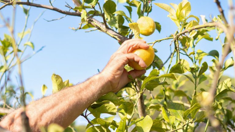 7 fruits à planter en avril pour des années de savoureuses récoltes locales, ainsi que des conseils de plantation d’experts 7 fruits à planter en avril pour des années de savoureuses récoltes locales, ainsi que des conseils de plantation d'experts