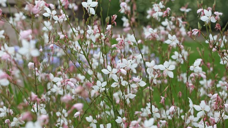 Comment cultiver Gaura – et booster votre cour avec des beeblossom glorieux et dansants Comment cultiver Gaura - et booster votre cour avec des beeblossom glorieux et dansants