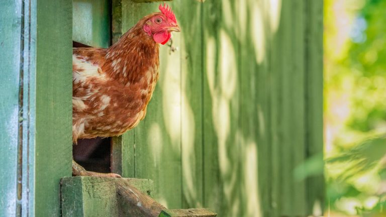 7 façons faciles de protéger les poulets des prédateurs de jardin – conseils d’experts pour sécuriser votre coopérative et votre troupeau 7 façons faciles de protéger les poulets des prédateurs de jardin - conseils d'experts pour sécuriser votre coopérative et votre troupeau