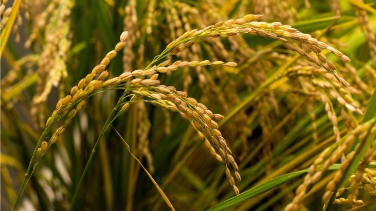 Que sont les coques de riz pour le jardinage? Un expert ECO révèle comment utiliser ce sous-produit pour transformer votre structure de sol et la croissance des plantes Que sont les coques de riz pour le jardinage? Un expert ECO révèle comment utiliser ce sous-produit pour transformer votre structure de sol et la croissance des plantes