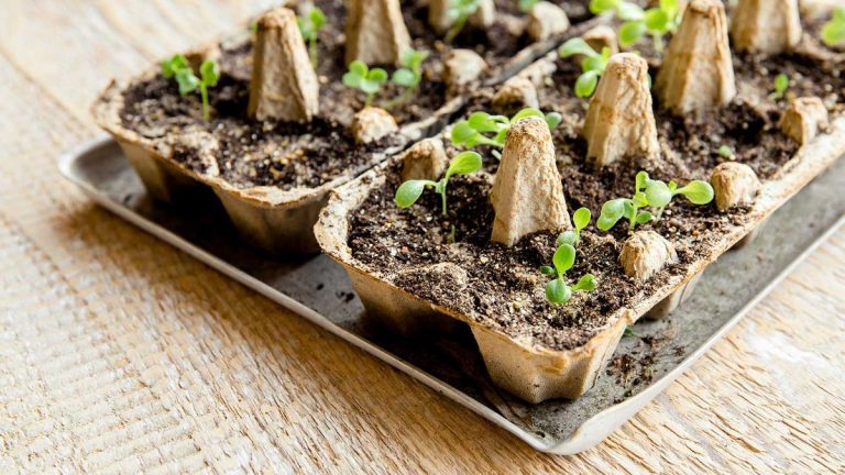 Comment réparer les semis à longues jambes – les horticulteurs partagent exactement comment les sauver et éviter le problème à l’avenir Comment réparer les semis à longues jambes - les horticulteurs partagent exactement comment les sauver et éviter le problème à l'avenir
