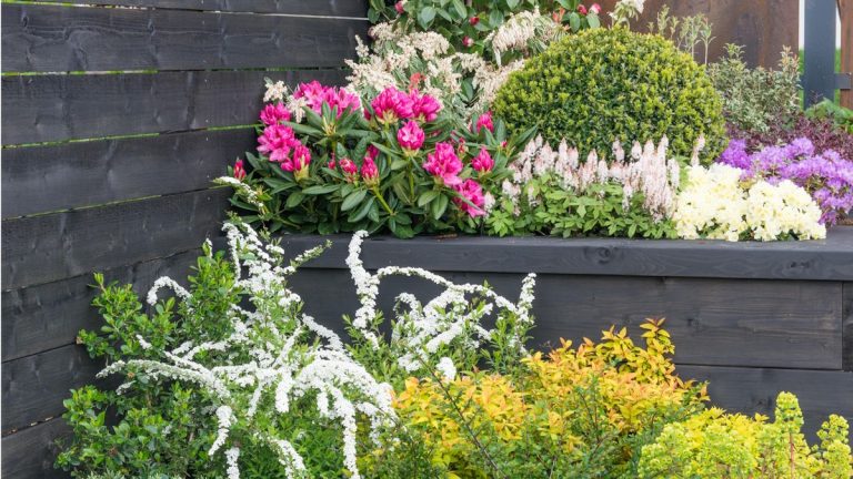Ne vous inquiétez plus jamais des taches nues dans vos parterres de fleurs – les experts du jardin disent que ces 5 belles plantes de remplissage vous donneront une couverture instantanée Ne vous inquiétez plus jamais des taches nues dans vos parterres de fleurs - les experts du jardin disent que ces 5 belles plantes de remplissage vous donneront une couverture instantanée