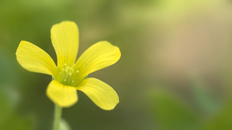 Comment éliminer la correl en bois jaune – Conseils d’experts pour débarrasser votre jardin de cette mauvaise herbe explosive Comment éliminer la correl en bois jaune - Conseils d'experts pour débarrasser votre jardin de cette mauvaise herbe explosive
