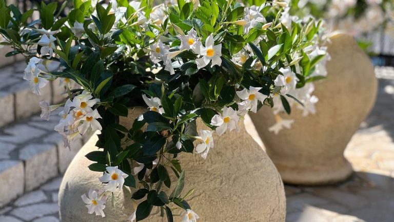 Comment cultiver Mandevilla dans des pots – et élever votre espace extérieur avec des fleurs tropicales percutantes cet été Comment cultiver Mandevilla dans des pots - et élever votre espace extérieur avec des fleurs tropicales percutantes cet été