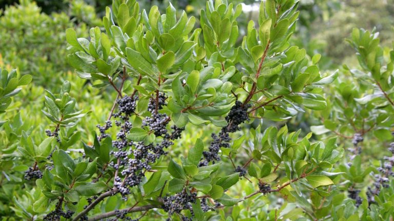 Meilleurs arbustes parfumés – 5 plantes parfumées pour transformer les bordures du jardin et les expositions en pot cet été Meilleurs arbustes parfumés - 5 plantes parfumées pour transformer les bordures du jardin et les expositions en pot cet été