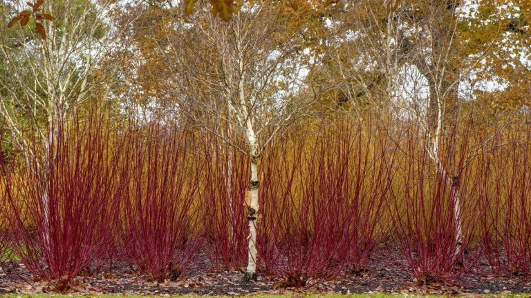 Comment faire cuire des arbres et des arbustes – et les 5 espèces qui bénéficieront de cette technique d’élagage historique et super simple Comment faire cuire des arbres et des arbustes - et les 5 espèces qui bénéficieront de cette technique d'élagage historique et super simple