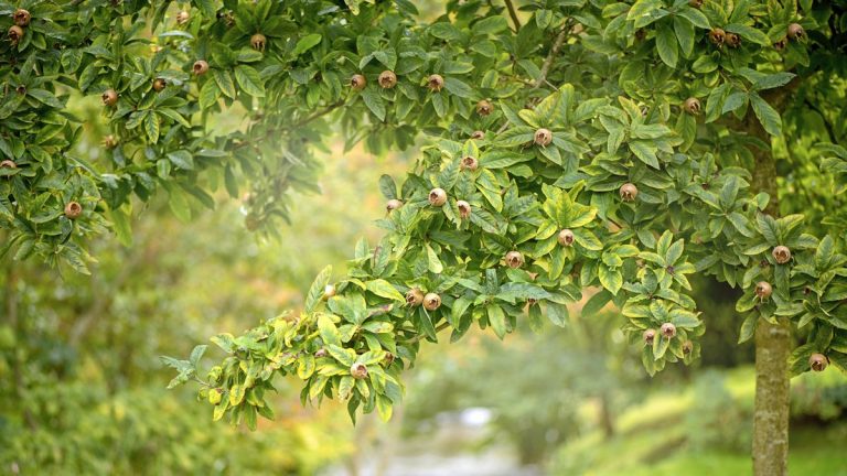 Comment faire pousser des arbres medlar – profiter d’une récolte de fruits inhabituels de cette espèce patrimoniale oubliée Comment faire pousser des arbres medlar - profiter d'une récolte de fruits inhabituels de cette espèce patrimoniale oubliée