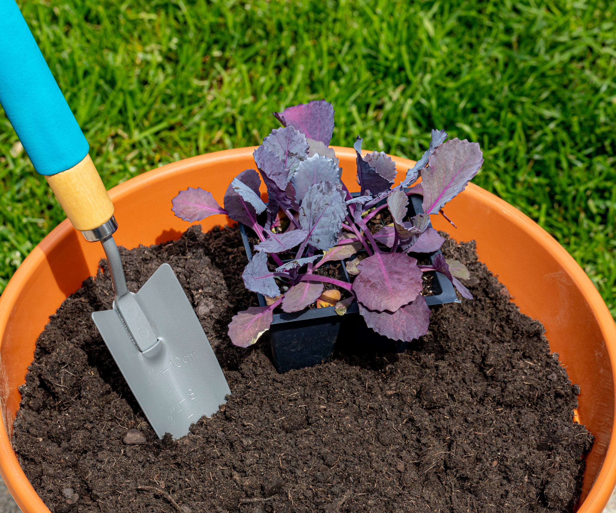 Planter des plantes de chou rouge dans un récipient rempli de compost