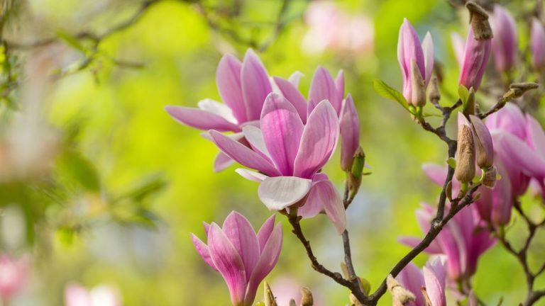 Comment fertiliser les magnolias – les experts du jardin révèlent les secrets à une meilleure floraison, et le timing est critique Comment fertiliser les magnolias - les experts du jardin révèlent les secrets à une meilleure floraison, et le timing est critique