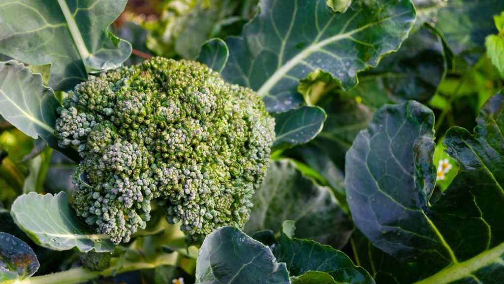 Ces 5 plantes peuvent vous aider à obtenir le meilleur brocoli et potentiellement plus savoureux - découvrir quoi planter avec du brocoli et quoi éviter