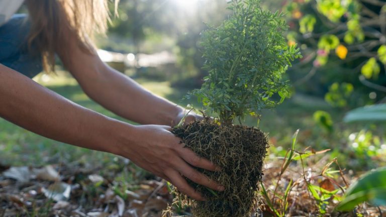 7 arbustes à planter en avril pour transformer les lits et les frontières - y compris les plantes indigènes et les buissons adaptés aux taches sèches ou humides
