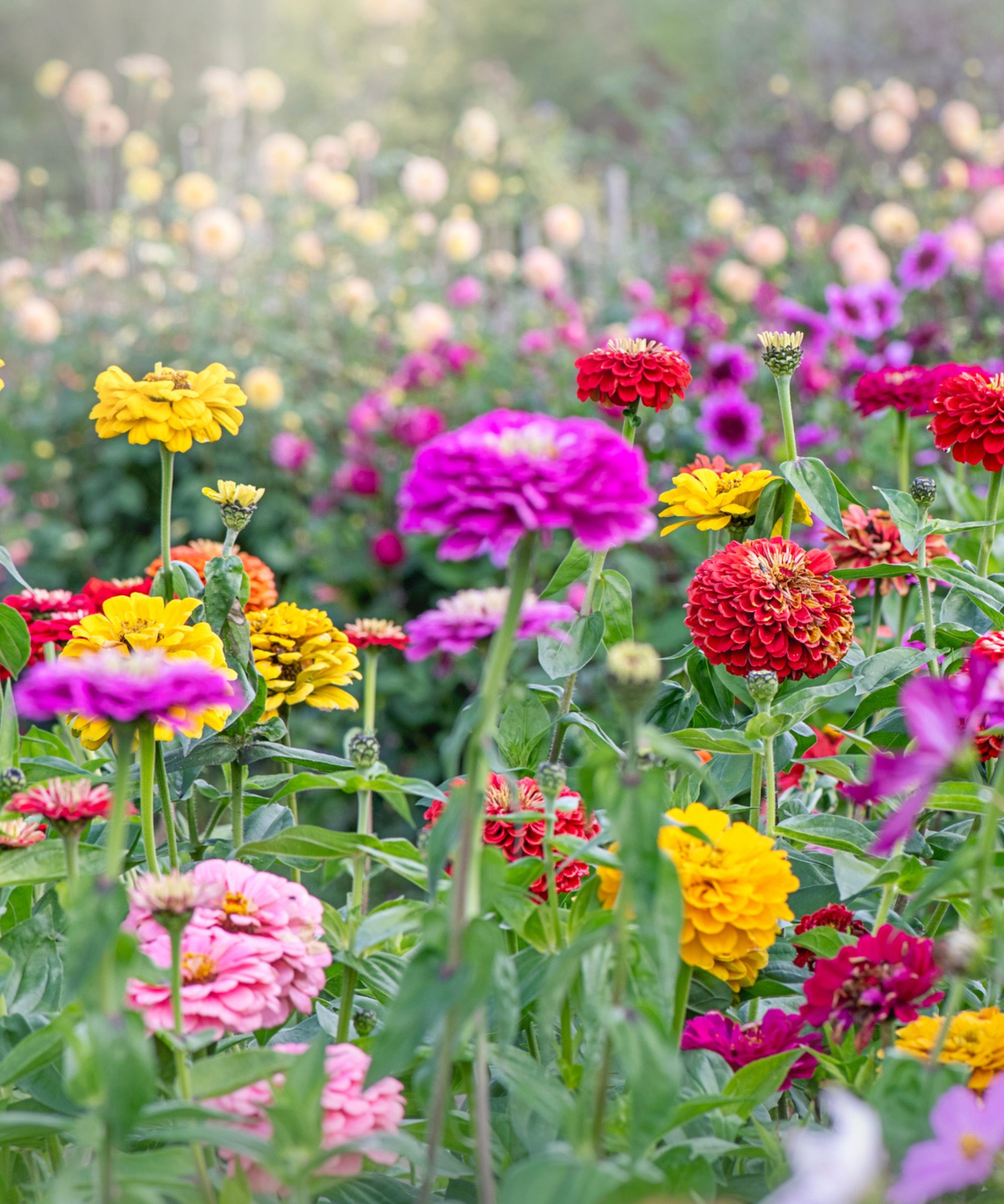 Un groupe de fleurs violettes, rouges, jaunes et roses avec des tiges vertes dans une cour.