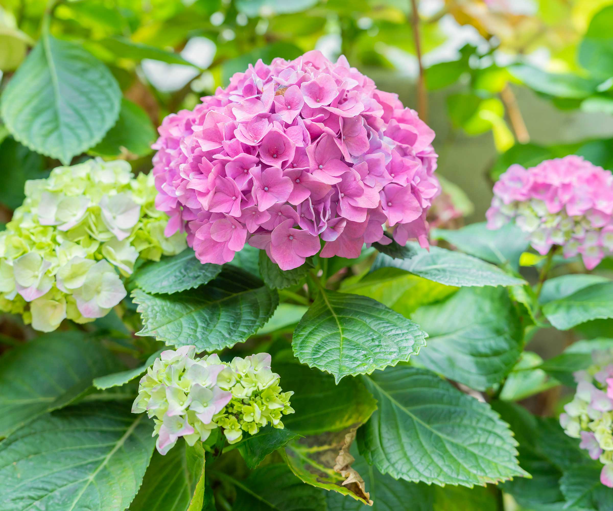 Fleur d'hortensia rose