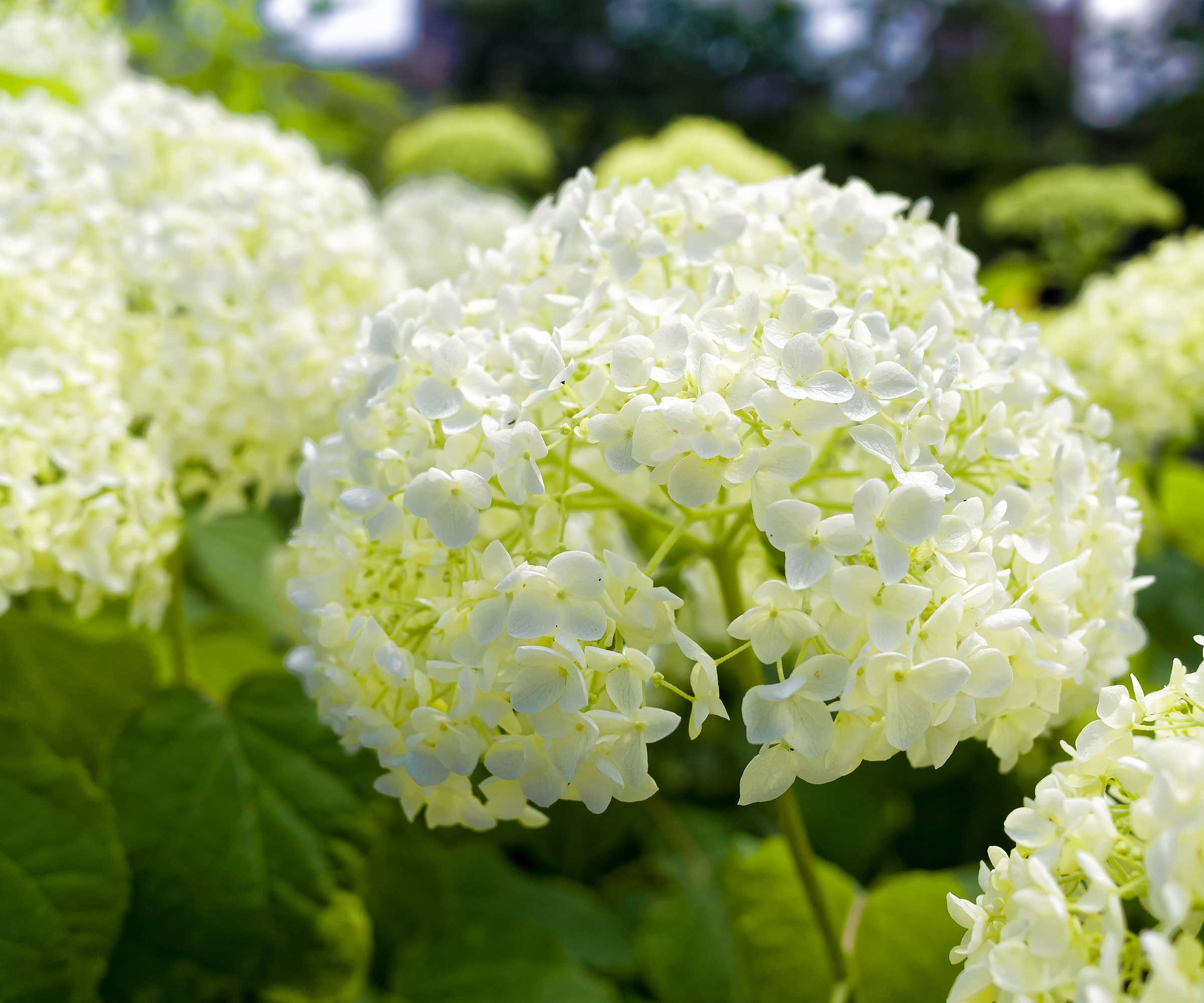 Fleurs d'hortensia blanches