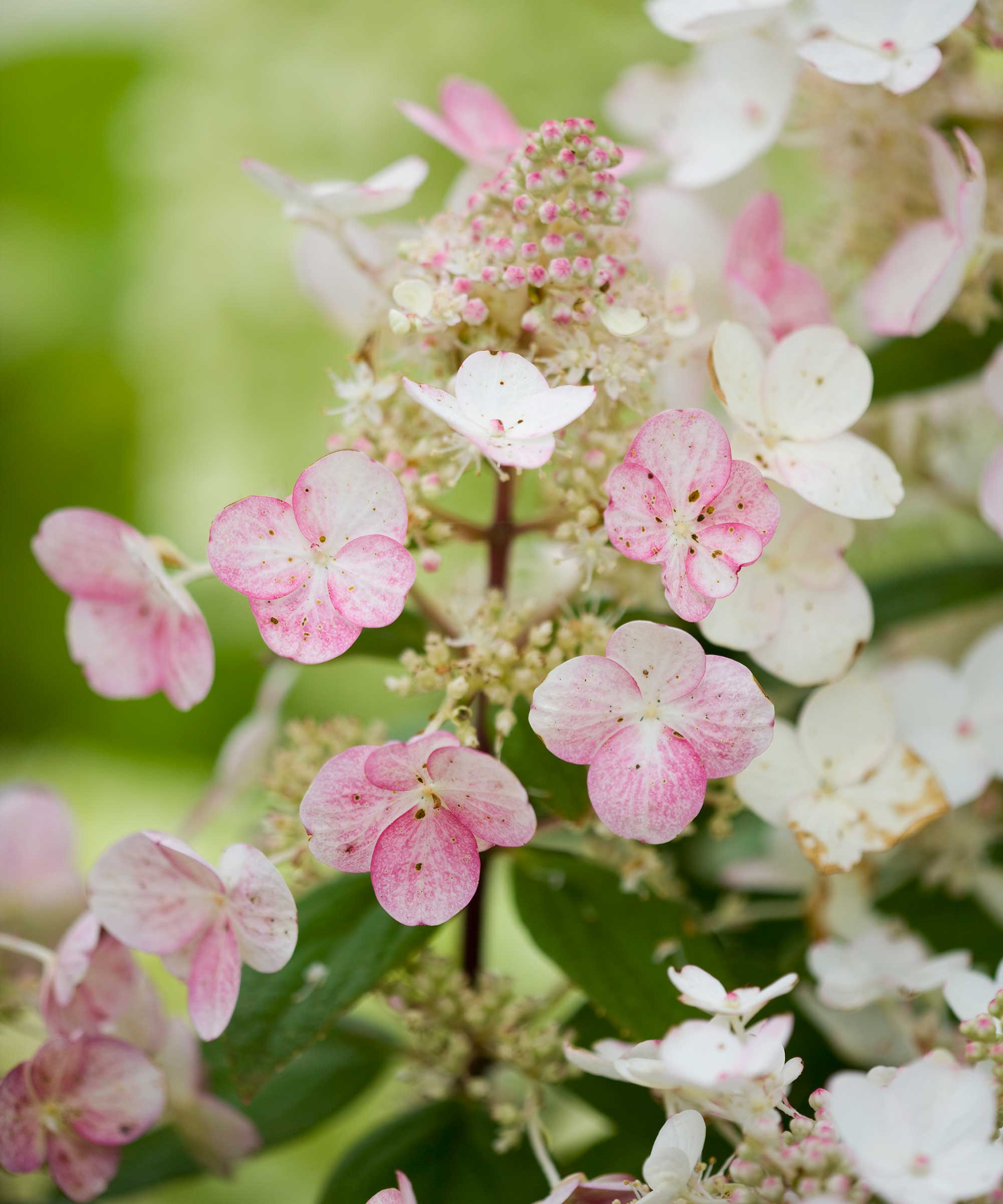 Gros plan de la fleur d'hortensia paniculata