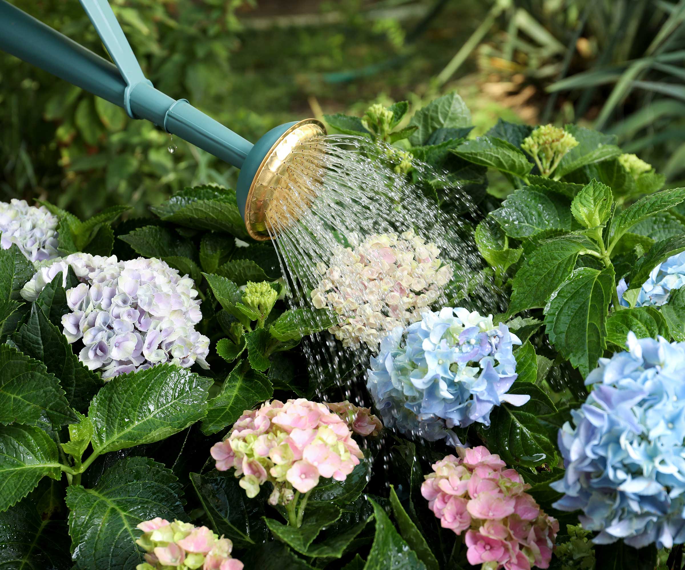 Les hortensias d'arrosage avec l'arrosage peuvent