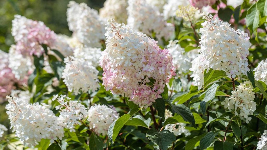 5 mythes d’hortensia démystifiés par des experts – et ce que vous devez savoir à la place pour les belles fleurs 5 mythes d'hortensia démystifiés par des experts - et ce que vous devez savoir à la place pour les belles fleurs