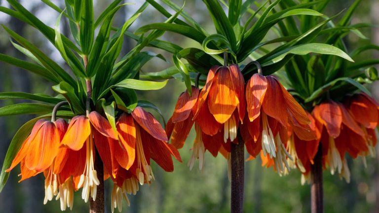 Les plantes les moins orientées à éviter - les experts révèlent 5 espèces piquantes et suggèrent des options parfumées pour se développer à la place