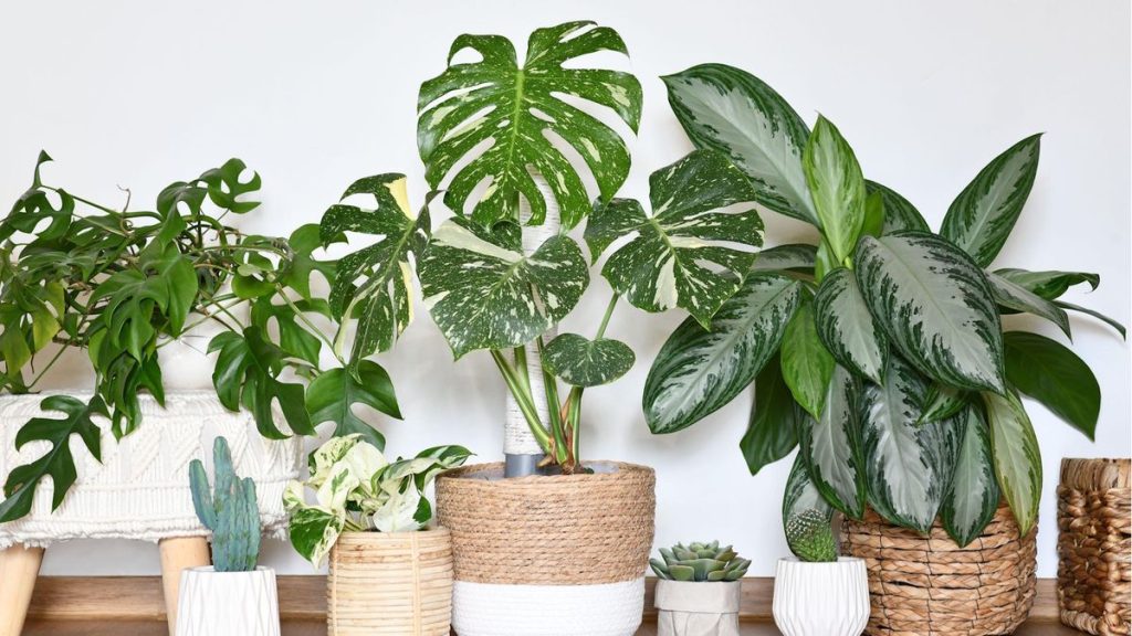 9 plantes d'intérieur les plus vivantes - recommandations d'experts et conseils pour les espèces qui peuvent vivre plus de 10 ans