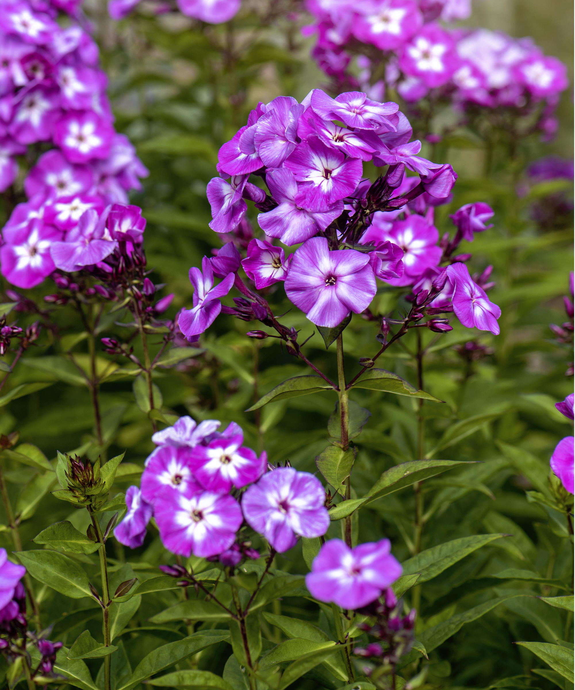 Phlox violet
