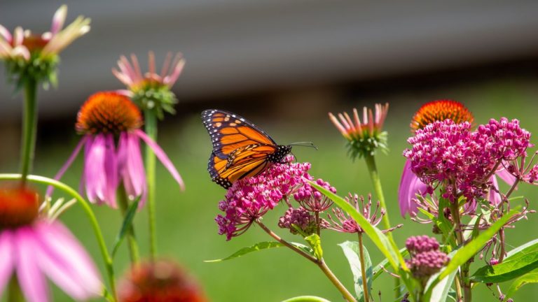 7 plantes vivaces indigènes à planter en avril - pour des étalages à fleurs glorieux pour attirer les abeilles, les papillons et les colibris