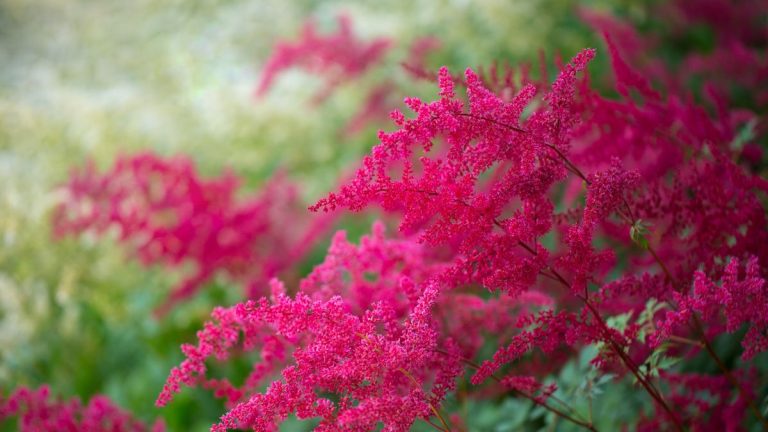 Comment cultiver Astilbe - Conseils d'experts sur la culture de cette plantes vivaces à fleurs tolérantes à l'ombre