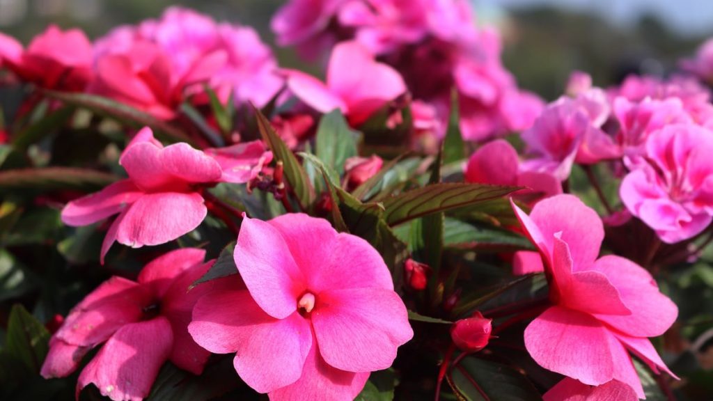 Comment cultiver des impatiens - Les experts du jardin révèlent les secrets à la culture de cette plante d'été tolérante à l'ombre et étincelante