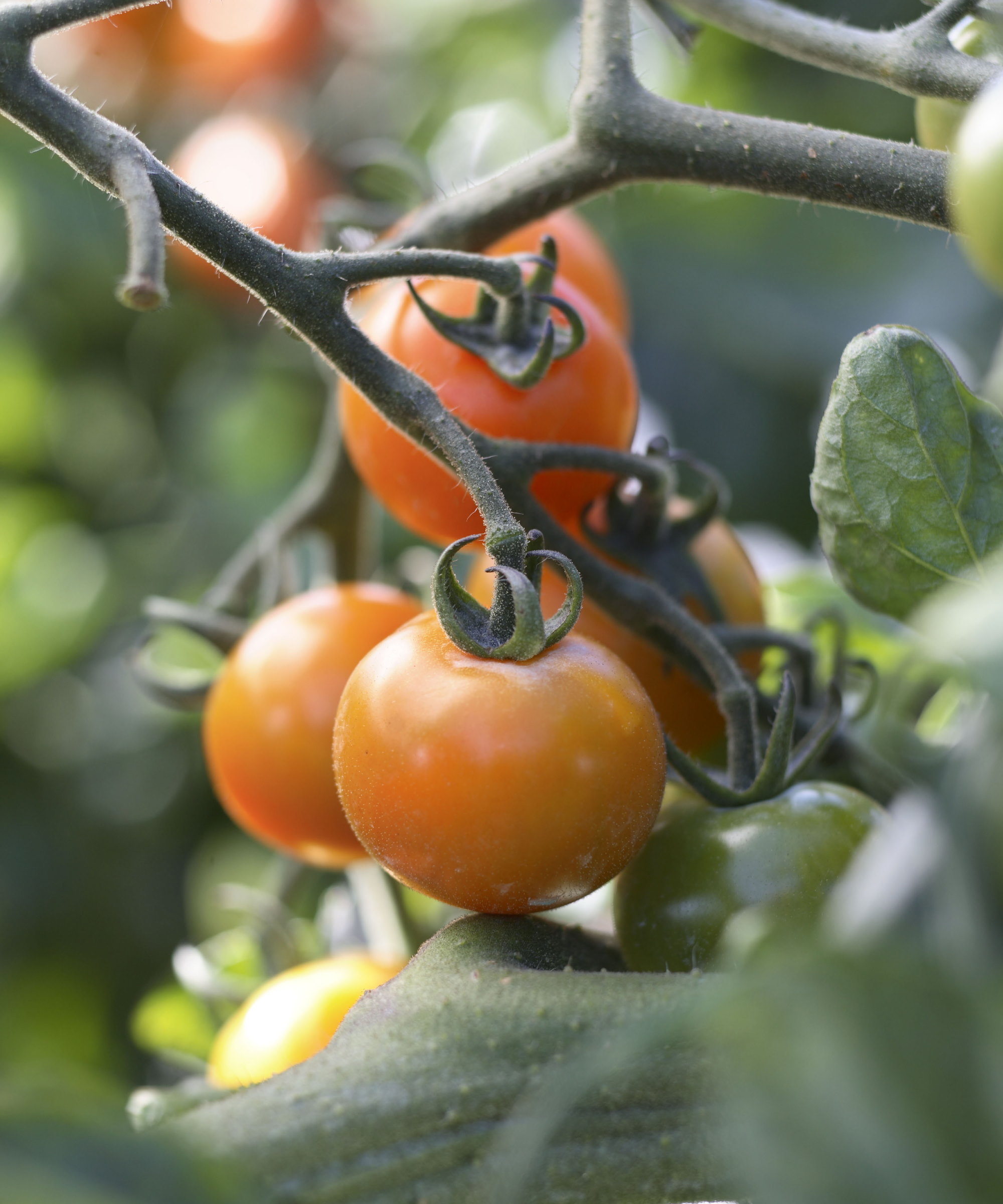 Fruits orange mûrs sur une plante de tomate Sungold