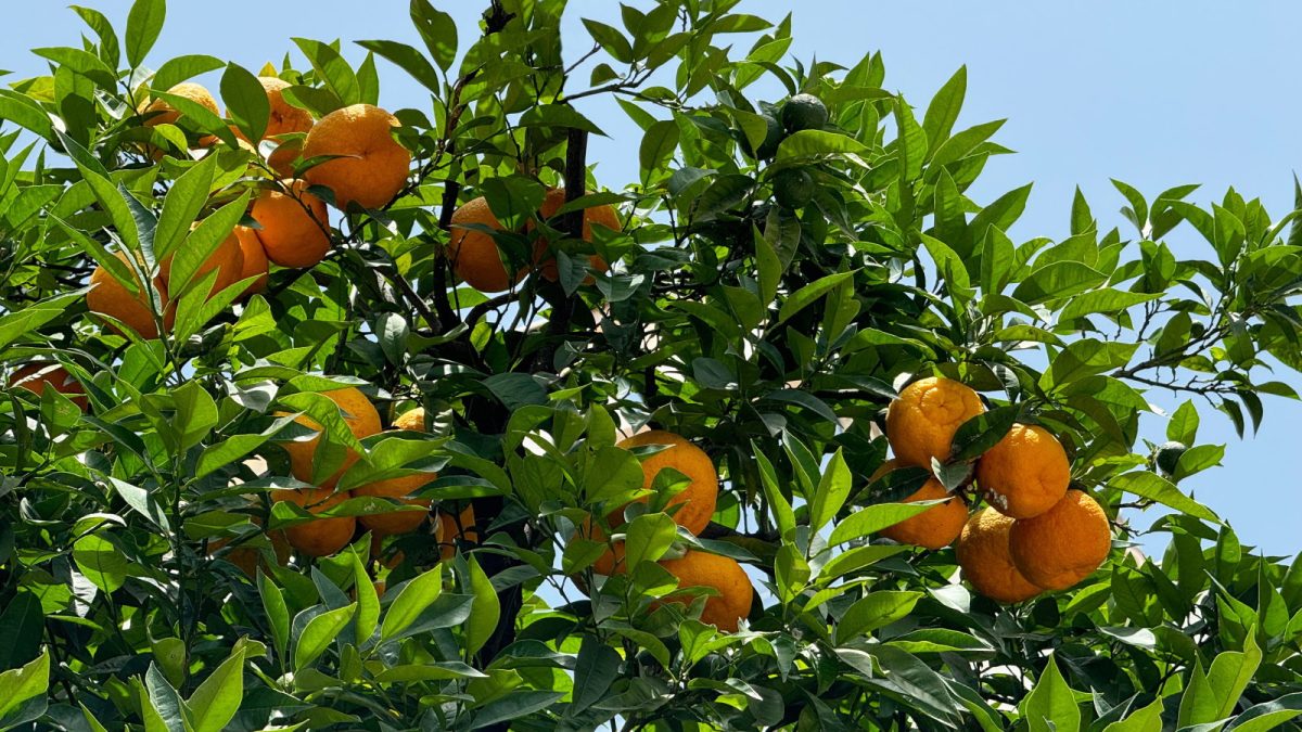 Pamplemousse Tree Comment cultiver du pamplemousse pour les récoltes domestiques et ...