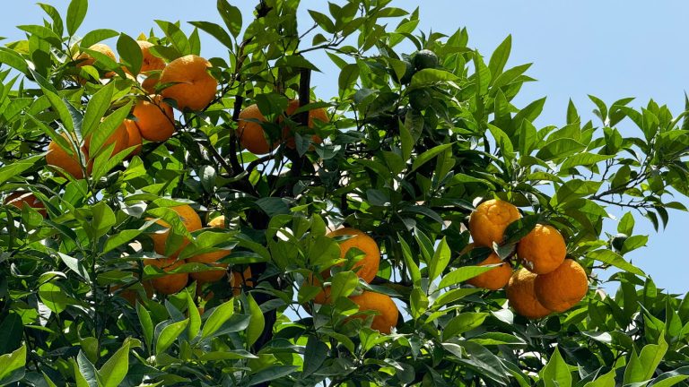 A grapefruit tree with lots of ripe fruits