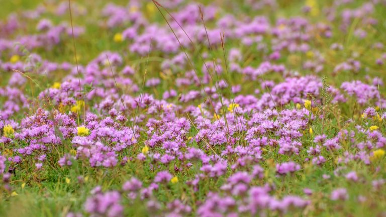 Tiny pink flowers of creeping thyme in a wild meadow