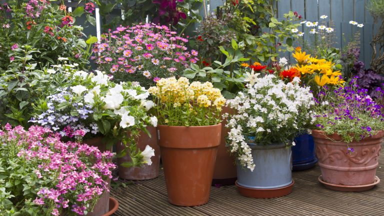 Container garden