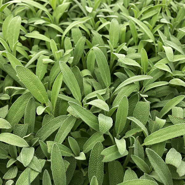 Sage culinaire nain Robert Grimm