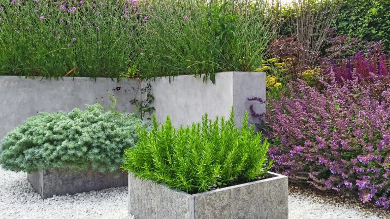 Rosemary growing in raised beds in a contemporary herb garden