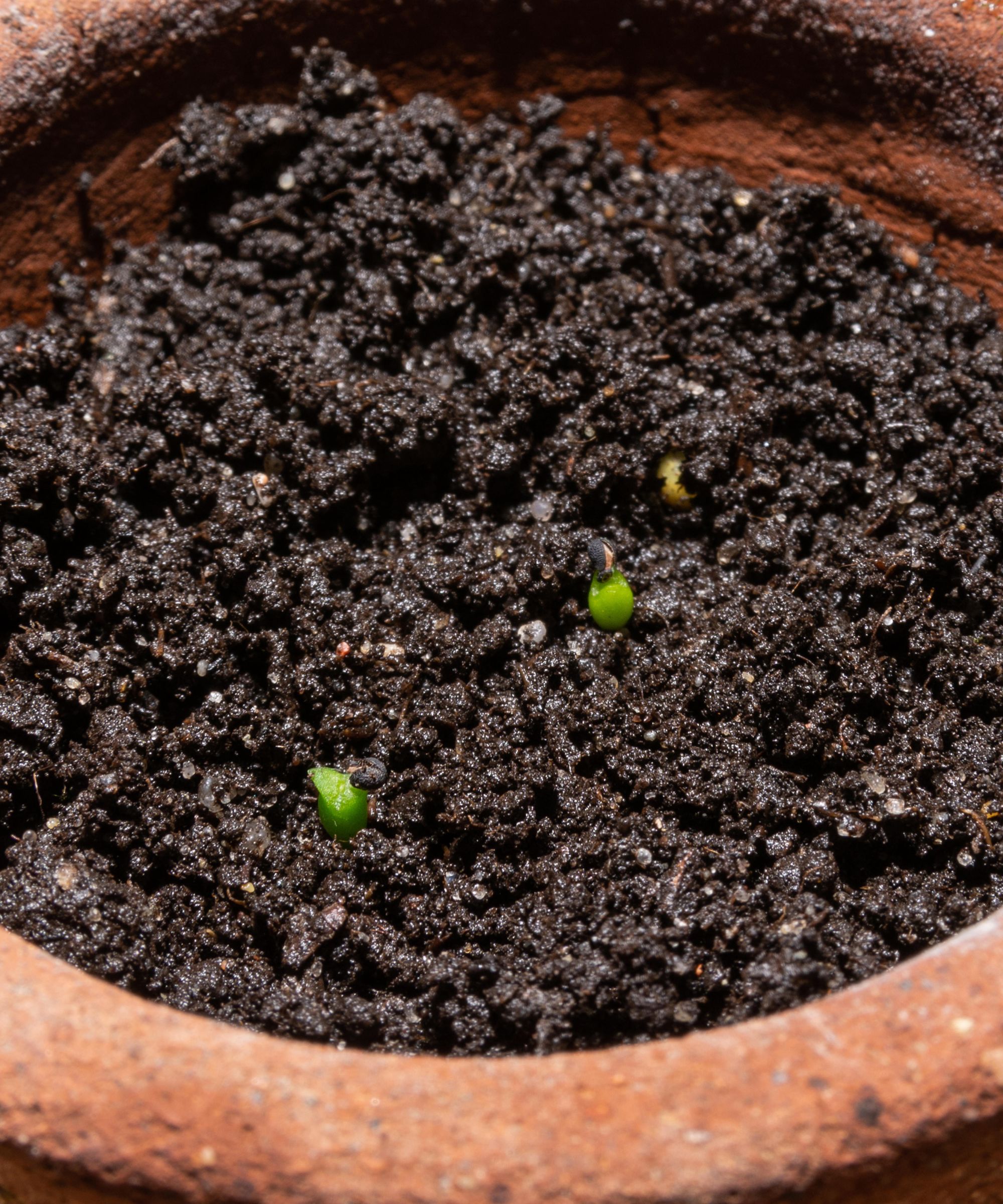 Cactus germination