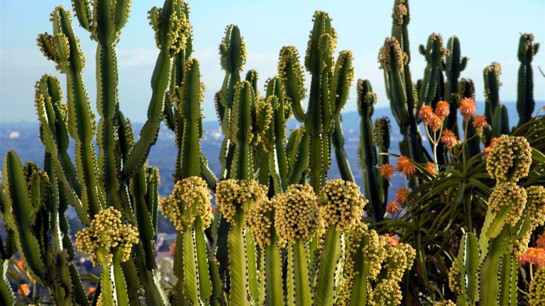 Comment cultiver un cactus à partir de graines – 6 étapes faciles et approuvées pour un succès succulent cette année Cactus