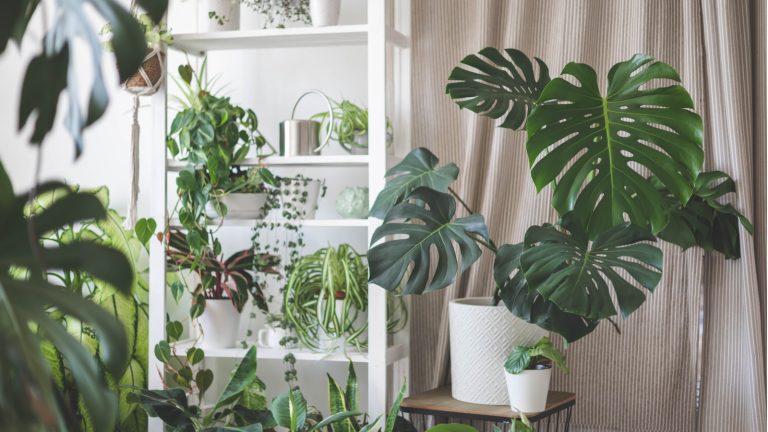 Ce sont les pires plantes d’intérieur pour les débutants – les experts révèlent 5 plantes difficiles à éviter, ainsi que des alternatives faciles à choisir à la place Houseplants that like being pot-bound