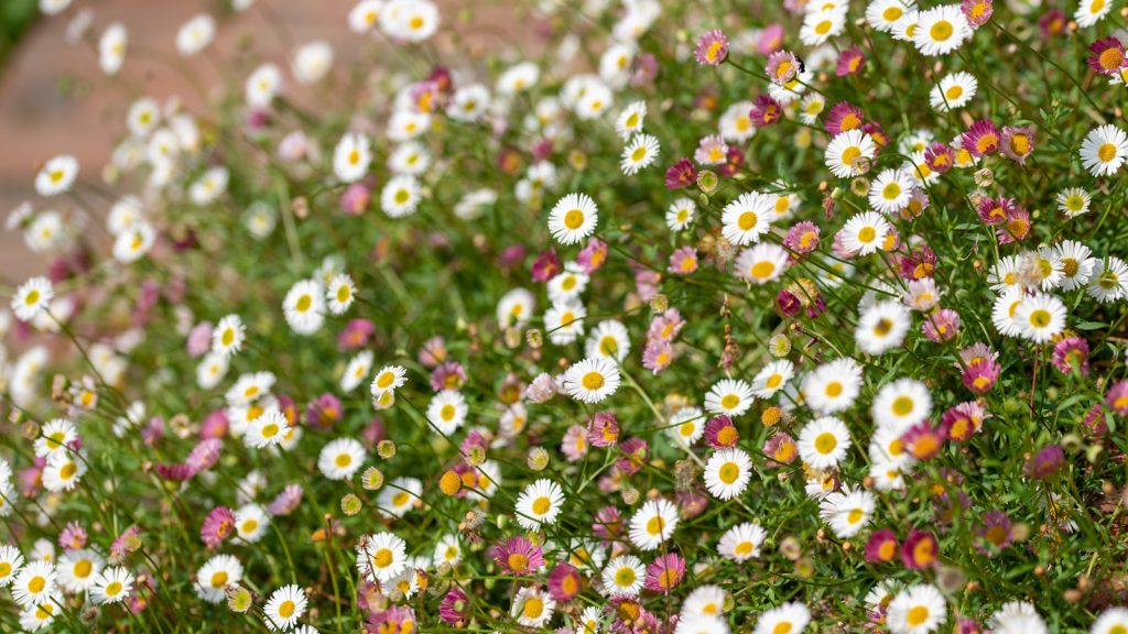 Plantes sous-estimées – 9 Heroes de jardin méconnus que nous devons tous cultiver, disons des experts horticoles Close up of Mexican fleabane