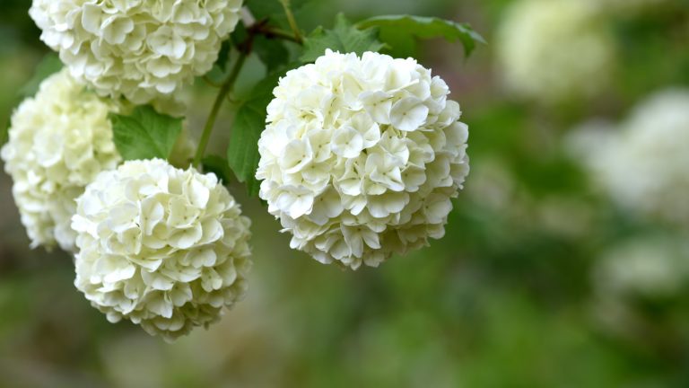 Ces 4 étapes simples pour élagage d’un viburnum de brousse de boule de neige peuvent vous donner les meilleures fleurs, et nous révélons les pièges à éviter qui ruineront tout affichage A close up of a group of spherical white flowers on a snowball viburnum shrub