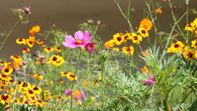 Comment concevoir une mini-prairie en pots – et accueillir des oiseaux, des abeilles et des papillons à votre jardin pour la faune urbaine cet été pink cosmos and coreopsis