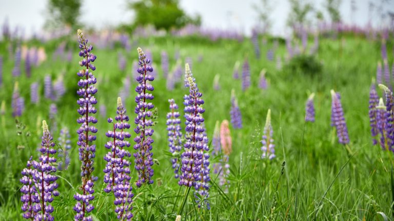Comment cultiver le lupin – Conseils d’experts sur la culture de cette fleur de jardin cottage dramatique et vibrante Purple lupin flowers in a meadow setting